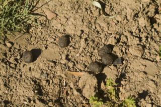 Kangaroo poo in Mike&amp;#039;s vineyard